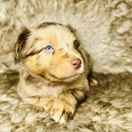 Chopper - Red merle male Miniature Australian Shepherd puppy in Wauchula, Florida from Sun & Moon Aussies