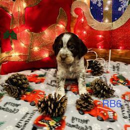 RB6 - Tri-Roan male English Springer Spaniel puppy in Britton, South Dakota from K&S Canines