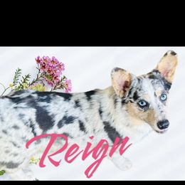 Reign - American Corgi