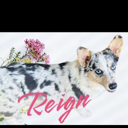 Reign - American Corgi