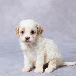 Shay - Blenheim female Cavapoo puppy in Apple Creek, Ohio from Grandeur Valley Puppies