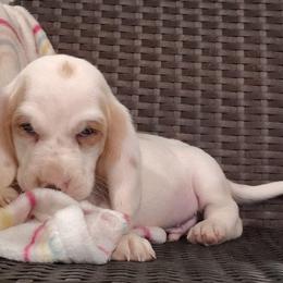 Lincoln - Lemon and white male Basset Hound puppy in Newton Grove, North Carolina from MGA Basset Hound