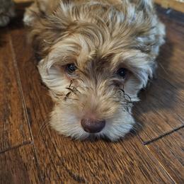 Havapoo Puppies from Derbyville Havapoos
