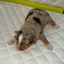 Red merle - Red merle female Miniature Australian Shepherd puppy in Graham, North Carolina from Thompson Farm Mini Aussies