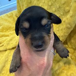 Allium- light pink collar - Black and tan female Dachshund puppy in Delta, Utah from Dix n’ Dot Dachshunds