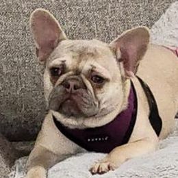 French Bulldogs from Courtney's Pups