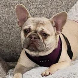 French Bulldogs from Courtney's Pups
