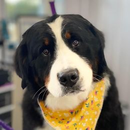 Aspen - Bernese Mountain Dog