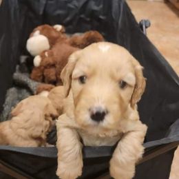 Goldendoodle Puppies from Bowman Puppies of the House Doodle