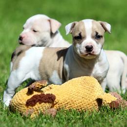 Girl 3 - Fawn female American Staffordshire Terrier puppy in Kewaskum, Wisconsin from Heritage AmStaffs
