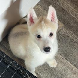 Nemo (Grey) - Delivery Available - Gray and white male Siberian Husky puppy in San Jose, California from Limitless Huskies