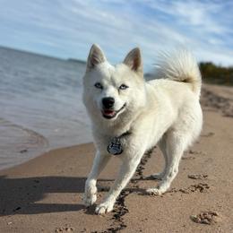 Rudy - Companion Cross