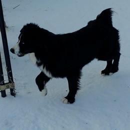 Vegas - Australian Shepherd