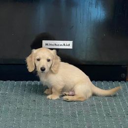 Dachshund Puppies from Channelledox