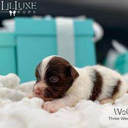 Wells - Black and white male Companion Cross puppy in Scottsdale, Arizona from Lil Luxe Pups