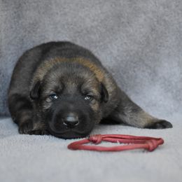 Burgundy - Sable female German Shepherd puppy in Cherryville, North Carolina from Masky Kennel