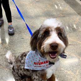Kai - Australian Labradoodle
