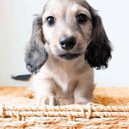 Rocky 3750 - Cream male Dachshund puppy in Sylvania, Alabama from Yancey’s Doxies