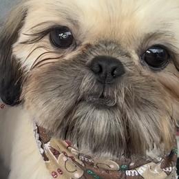Juno Mars - Gold male Shih Tzu puppy in League City, Texas from Mosley Shih Tzu