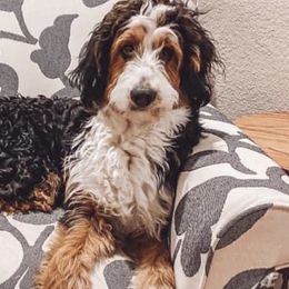 Assorted Doodle Crosses, Bernedoodles, and Goldendoodles from Vandenbark Doodles