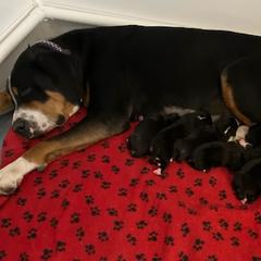 Great Danes and Greater Swiss Mountain Dogs from Debbie's Pups
