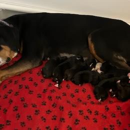 Great Danes and Greater Swiss Mountain Dogs from Debbie's Pups