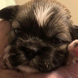 Hannah - Brindle female Lhasa Apso puppy in Fort Worth, Texas from Cynthia's Lhasa Apsos