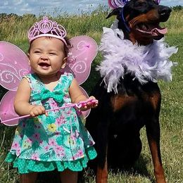 Cavalier King Charles Spaniels and Doberman Pinschers from Masaya