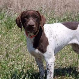 Autumn Prairie's Sister of the Moon - German Shorthaired Pointer