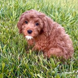 Sprout - Red male Cavapoo puppy in Knoxville, Tennessee from Dukes Forever Doodles