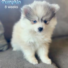 Pumpkin - Silver and white female Pomsky puppy in Winston, Oregon from Arctic Tails Spitz