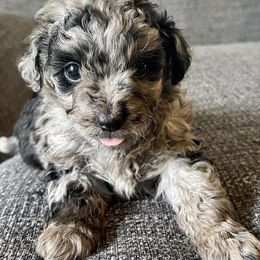 Bernedoodles from Magnolia Kennels and Farm
