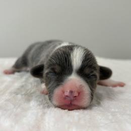 Sandy - Gray and white female American Corgi puppy in White Hall, Maryland from Folly Acres Corgis