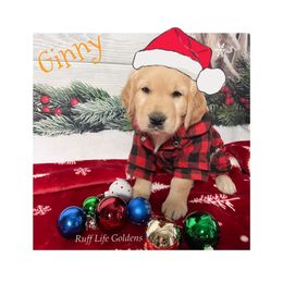 Golden Retriever Puppies from Ruff Life Goldens