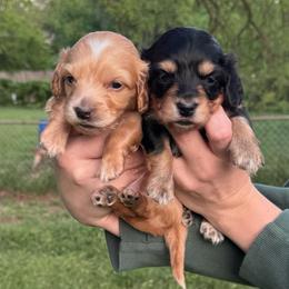 Mordecai - Cream male Dachshund puppy in Burleson, Texas from Sarah’s Dachshies