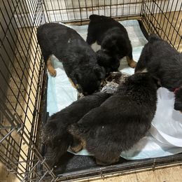 French Bulldog and Rottweiler Puppies from MBArotties_frenchies