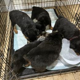 French Bulldog and Rottweiler Puppies from MBArotties_frenchies