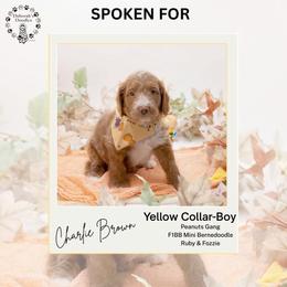 Yellow Collar - Charlie Brown - Yellow and white male Bernedoodle puppy in Lexington, North Carolina from Deborah’s Doodles
