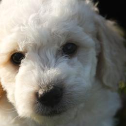 Australian Shepherd, Goldendoodle, and Poodle Puppies from 5AFarms