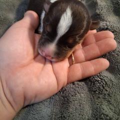 Boy 4 - male Australian Koolie puppy in Sioux Falls, South Dakota from Tenacious Koolies