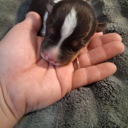 Boy 4 - male Australian Koolie puppy in Sioux Falls, South Dakota from Tenacious Koolies