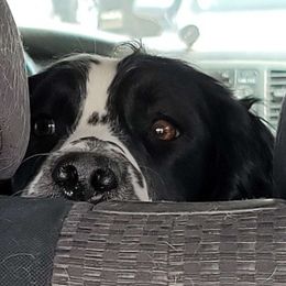 Layla Teefs - English Springer Spaniel
