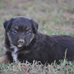 DiamondR Hazel - Black Tri Female - Black tri female Miniature Australian Shepherd puppy in Gravette, Arkansas from DiamondR Mini Aussies @ DiamondR Farm & Kennel