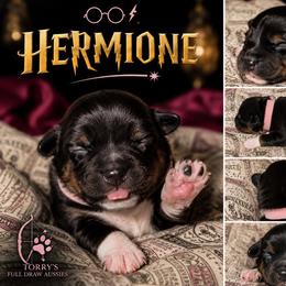 Hermione - Black tri-color female Australian Shepherd puppy in Evart, Michigan from Torry's Full Draw Aussie’s