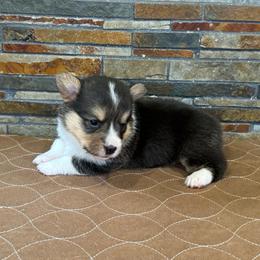Girl 2 - Black and tan female Pembroke Welsh Corgi puppy in Visalia, California from VIP Stables