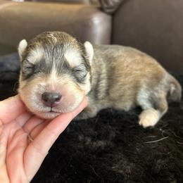Red - Gray and white male Siberian Husky puppy in Virginia Beach, Virginia from Fly Siberian