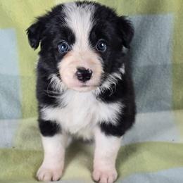 Avada Kedavra - Black and white female Border Collie puppy in Chicora, Pennsylvania from Riverwood