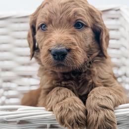 Gumbo - Red  male Goldendoodle puppy in Mecklenburg County, North Carolina from Rustic Road Doodles