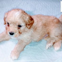 Maltese, Maltipoos, Poodles, Yorkipoos, and Yorkshire Terriers from Cudi’s Buddies