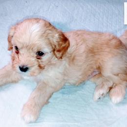 Maltese, Maltipoos, Poodles, Yorkipoos, and Yorkshire Terriers from Cudi’s Buddies